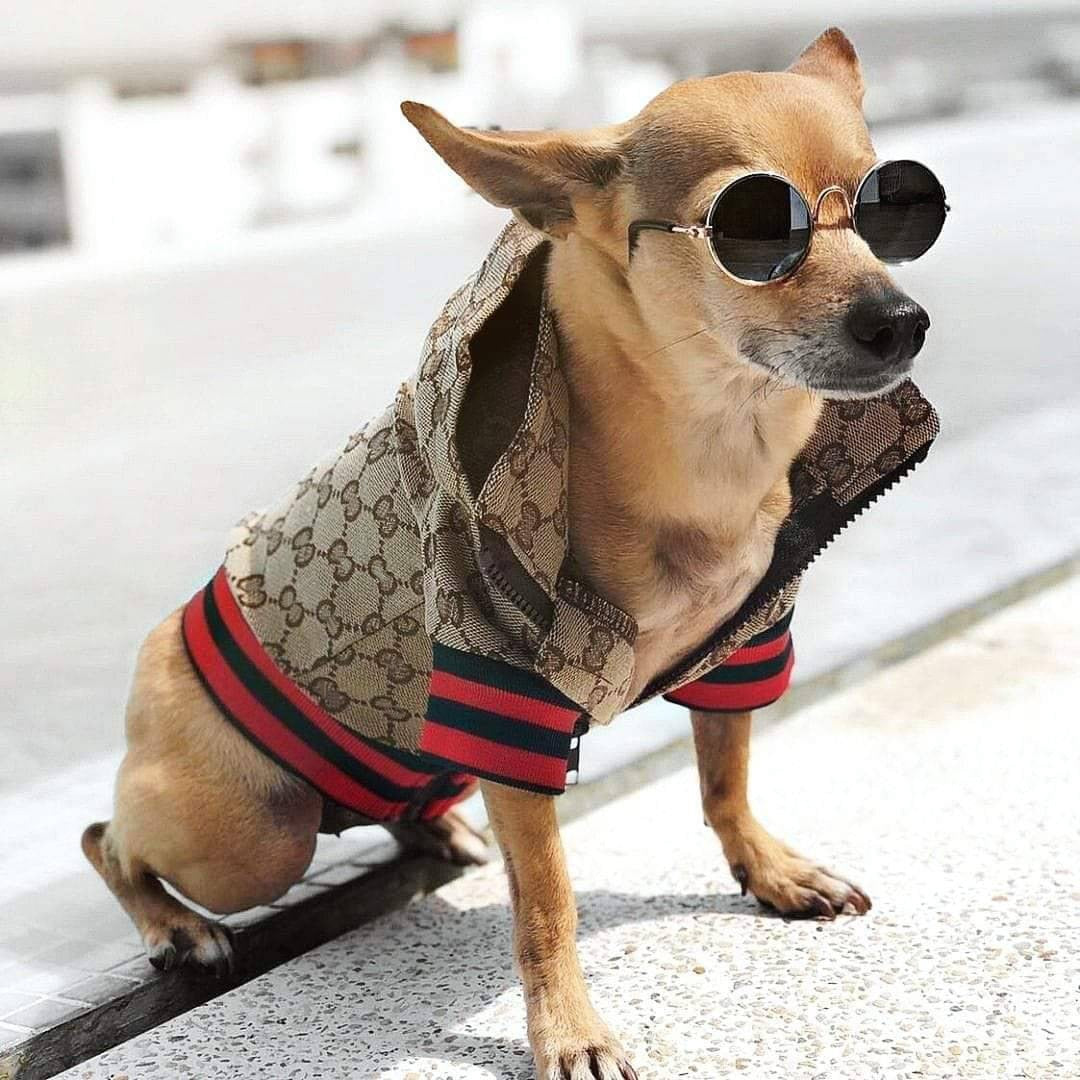 Fashion Pet Clothes Trendy Brand York Clothes for Dog Winter Clothes Small Dog Clothes Coats Jacket Free Delivery